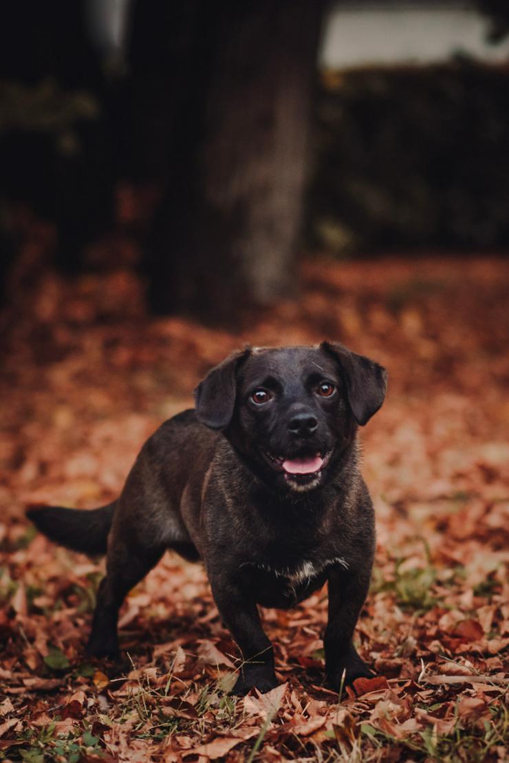 Benji ist ein kleiner Mischlingsrüde mit kurzen Beinchen und langem Körper.