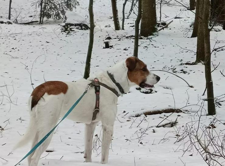 Bild 2: Sensibler Catullo sucht seine zweite Chance