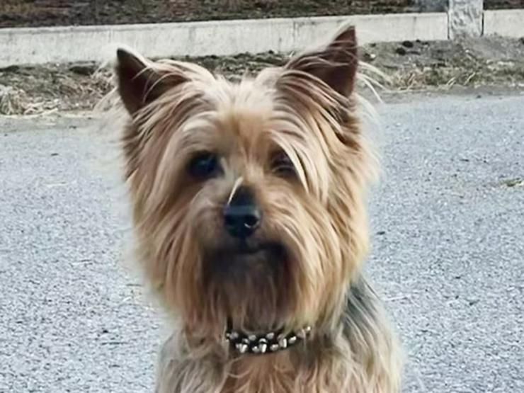 Verschmuster, kleiner Chewie sucht sein ruhiges Zuhause