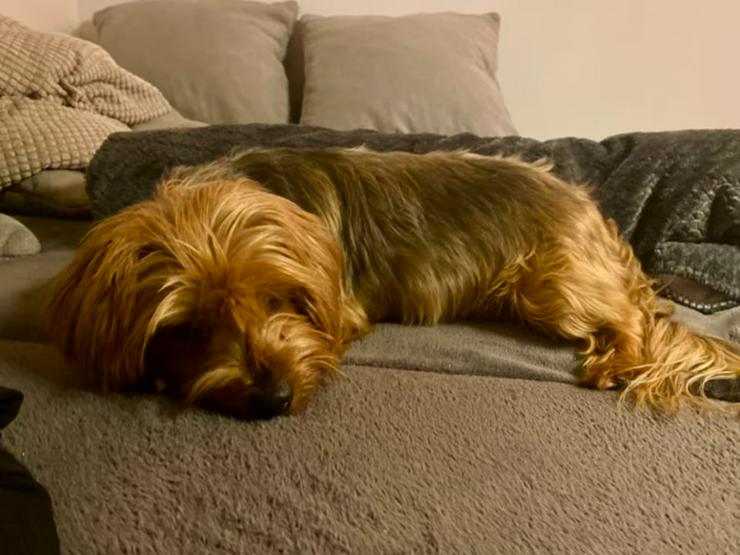 Bild 4: Verschmuster, kleiner Chewie sucht sein ruhiges Zuhause