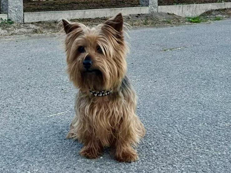 Bild 3: Verschmuster, kleiner Chewie sucht sein ruhiges Zuhause