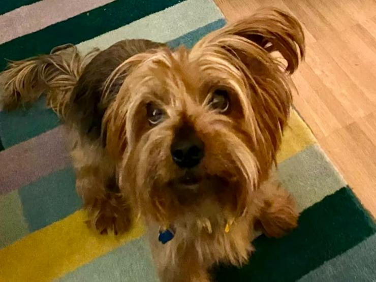 Bild 6: Verschmuster, kleiner Chewie sucht sein ruhiges Zuhause