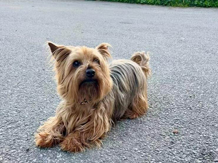 Bild 2: Verschmuster, kleiner Chewie sucht sein ruhiges Zuhause