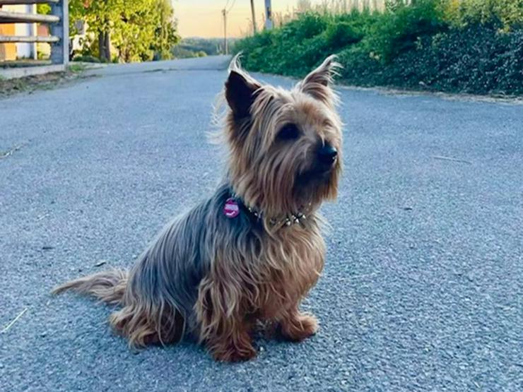 Bild 5: Verschmuster, kleiner Chewie sucht sein ruhiges Zuhause