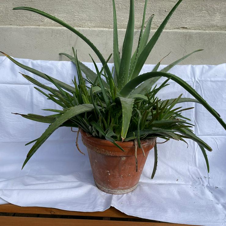 Bild 2: Aloe Vera Pflanzen in Klein und Groß ab 3 Euro