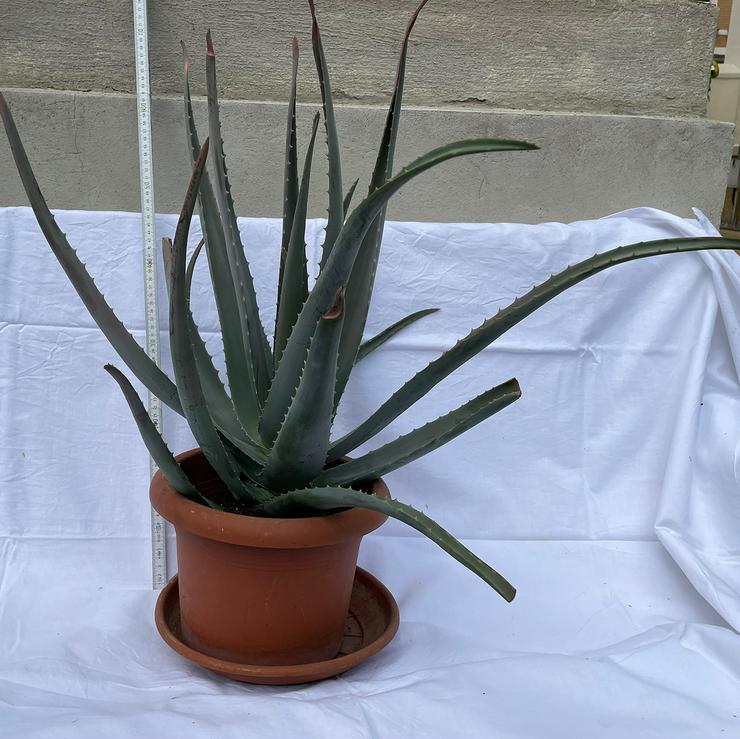 Aloe Vera Pflanzen in Klein und Groß ab 3 Euro