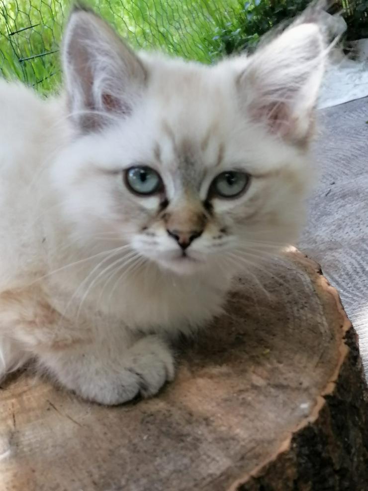Heilige Birma Katzenbabys 12 Wochen alt abzugeben