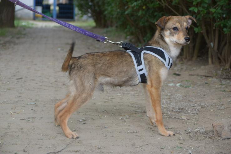 Bild 2: Sori ist ein wunderbarer Hund, der ein neues Zuhause sucht.