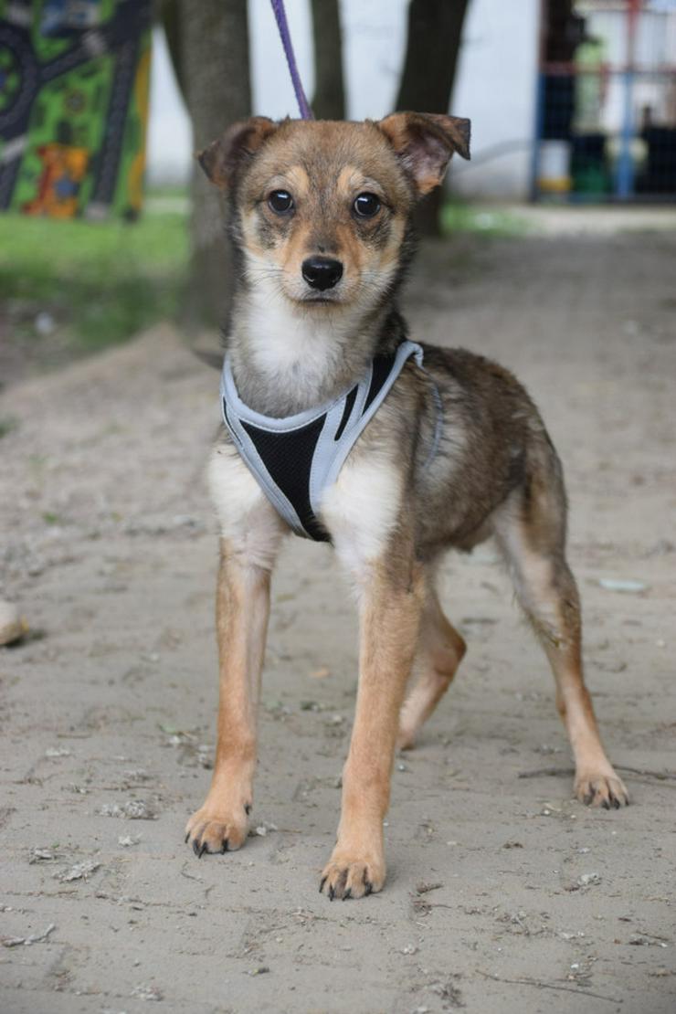 Sori ist ein wunderbarer Hund, der ein neues Zuhause sucht.