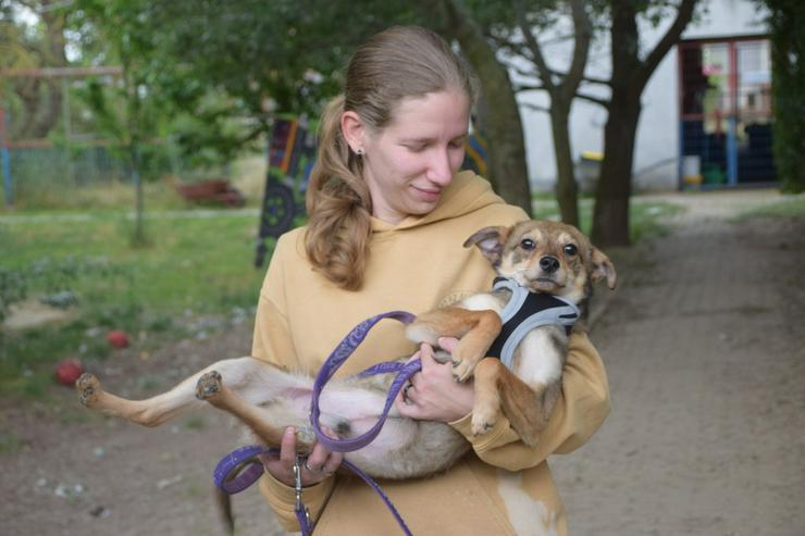 Bild 11: Sori ist ein wunderbarer Hund, der ein neues Zuhause sucht.