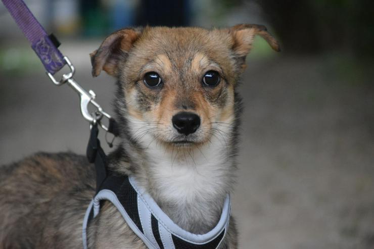 Bild 7: Sori ist ein wunderbarer Hund, der ein neues Zuhause sucht.
