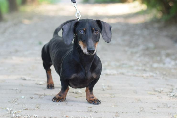 Dackel Paddy sucht ein liebevolles Zuhause! 