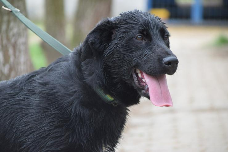 Bild 5: Sam ist ein Mischling aus Labrador und Gordon Setter, was ihm ein einzigartiges Aussehen und Wesen verleiht.