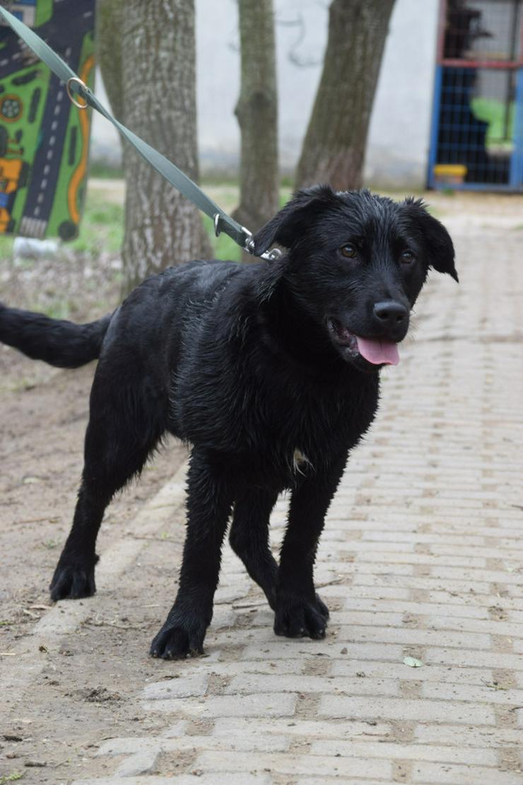 Bild 3: Sam ist ein Mischling aus Labrador und Gordon Setter, was ihm ein einzigartiges Aussehen und Wesen verleiht.