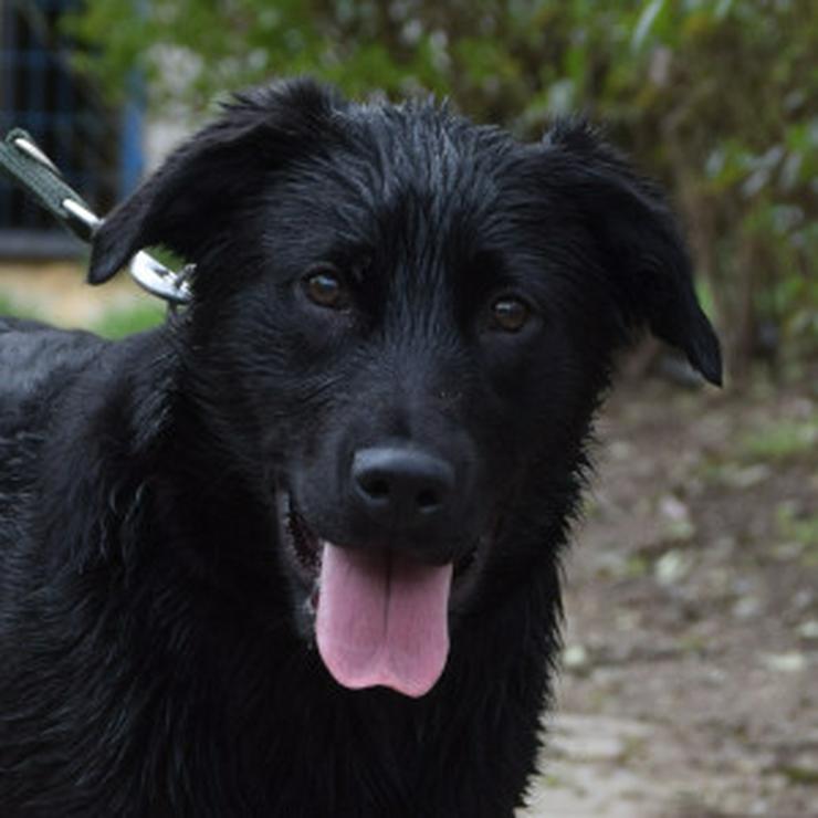Bild 7: Sam ist ein Mischling aus Labrador und Gordon Setter, was ihm ein einzigartiges Aussehen und Wesen verleiht.