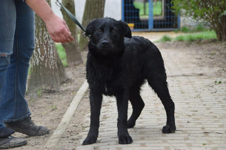 Bild 2: Sam ist ein Mischling aus Labrador und Gordon Setter, was ihm ein einzigartiges Aussehen und Wesen verleiht.