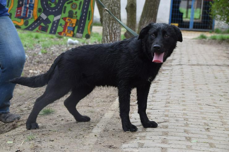 Bild 6: Sam ist ein Mischling aus Labrador und Gordon Setter, was ihm ein einzigartiges Aussehen und Wesen verleiht.