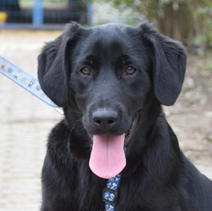 Bild 7: Skyler ist ein junger Rüde, der als Labrador-Gordon Setter Mischling die besten Eigenschaften beider Rassen in sich vereint.