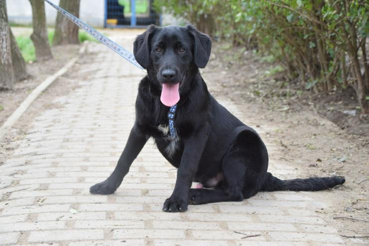 Bild 5: Skyler ist ein junger Rüde, der als Labrador-Gordon Setter Mischling die besten Eigenschaften beider Rassen in sich vereint.