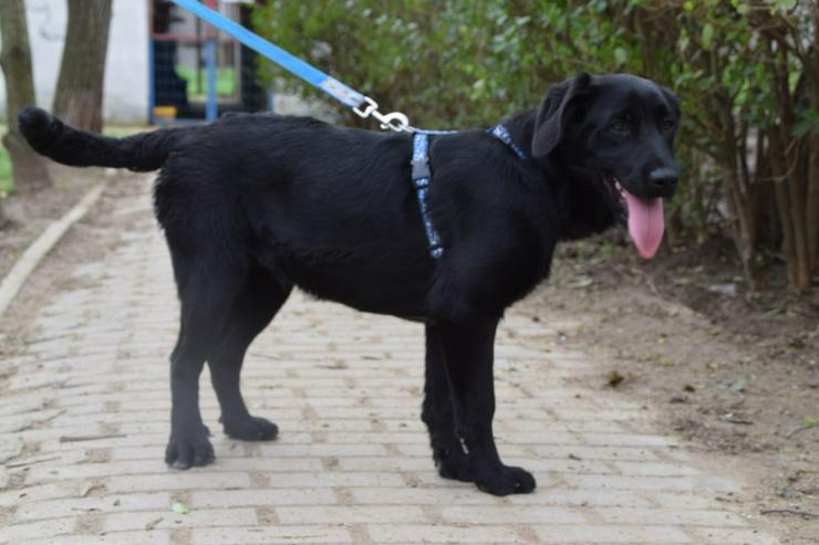 Bild 6: Skyler ist ein junger Rüde, der als Labrador-Gordon Setter Mischling die besten Eigenschaften beider Rassen in sich vereint.