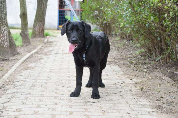 Bild 3: Skyler ist ein junger Rüde, der als Labrador-Gordon Setter Mischling die besten Eigenschaften beider Rassen in sich vereint.