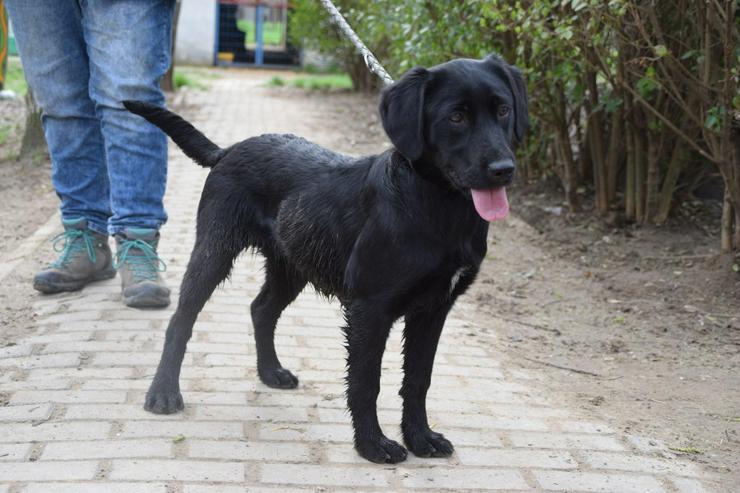 Sarolta ist eine junge Hündin, die als Labrador-Gordon Setter Mischling die besten Eigenschaften beider Rassen in sich vereint.