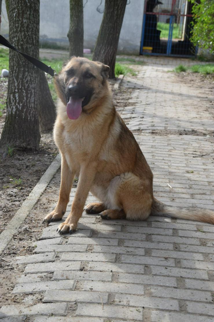 Bild 6: Amy ist eine nette Malinois-Mix-Hündin, die ein Zuhause sucht.
