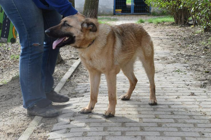 Bild 4: Amy ist eine nette Malinois-Mix-Hündin, die ein Zuhause sucht.