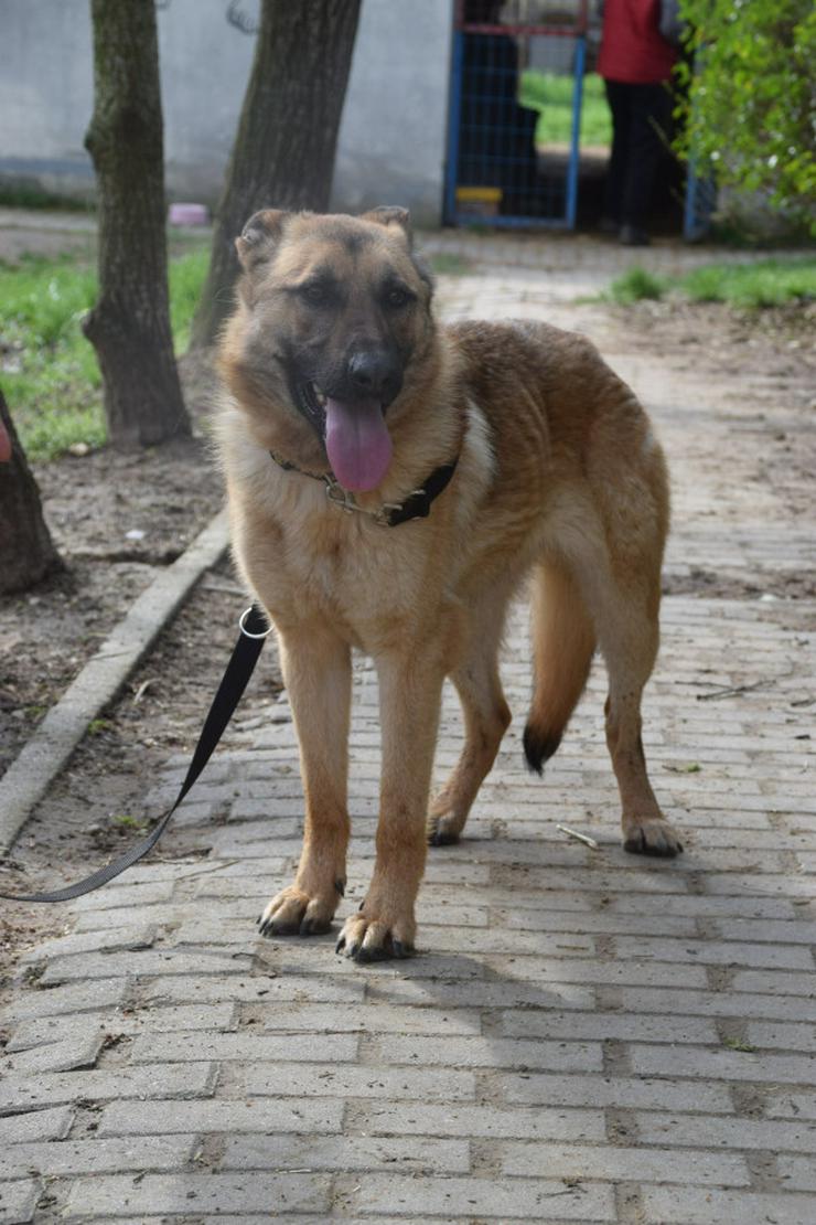 Bild 7: Amy ist eine nette Malinois-Mix-Hündin, die ein Zuhause sucht.