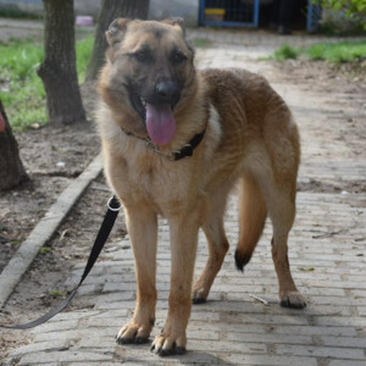 Bild 9: Amy ist eine nette Malinois-Mix-Hündin, die ein Zuhause sucht.