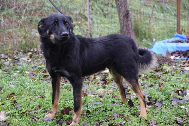 Bild 12: Clyde ist ein liebenswerter Hund, der auf ein endgültiges Zuhause wartet.