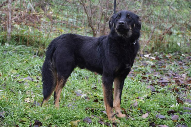 Bild 13: Clyde ist ein liebenswerter Hund, der auf ein endgültiges Zuhause wartet.