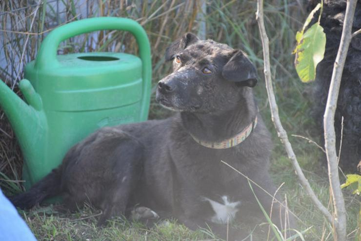 Bild 12: Kotangens ist eine ruhige und unauffällige Hundedame.