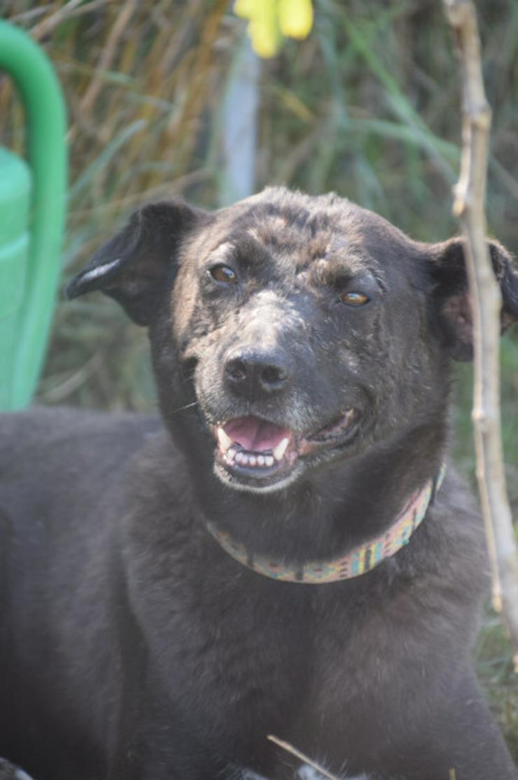 Bild 13: Kotangens ist eine ruhige und unauffällige Hundedame.