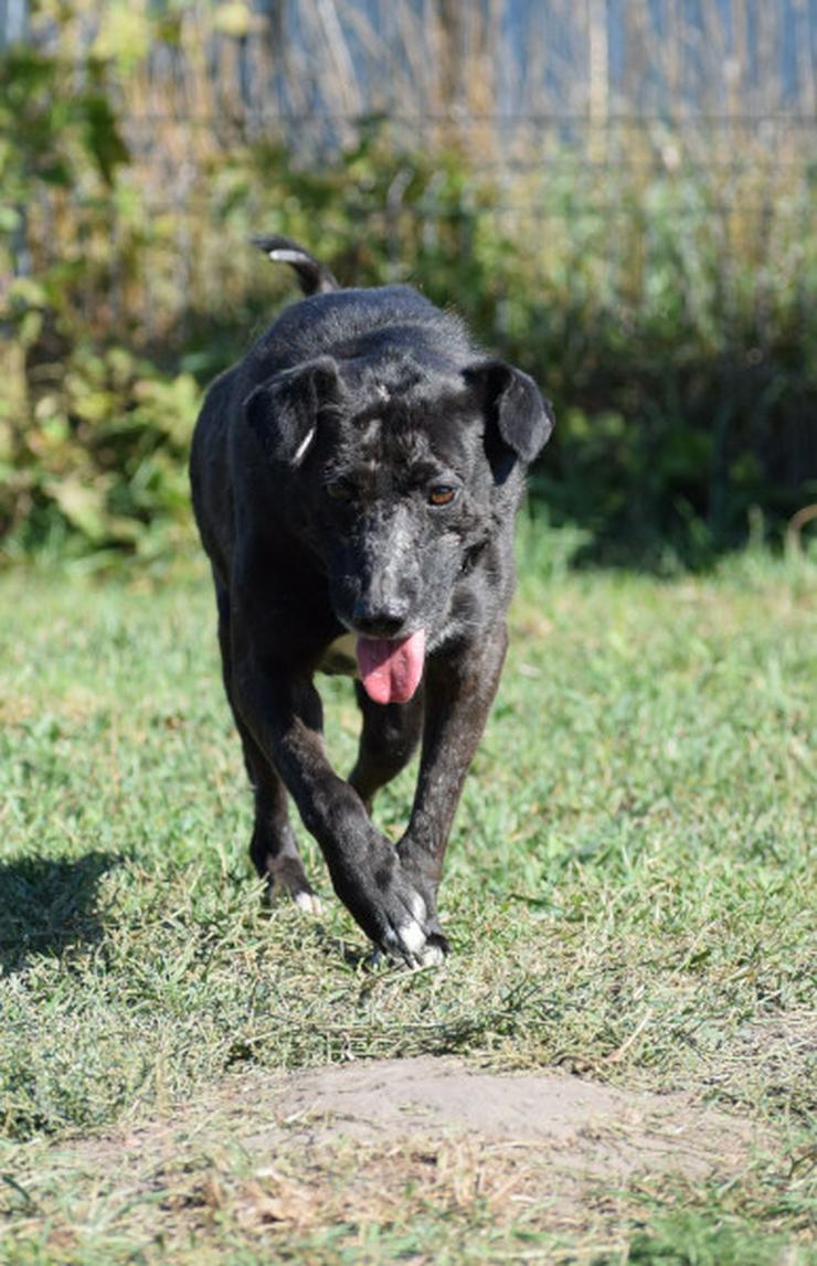 Bild 14: Kotangens ist eine ruhige und unauffällige Hundedame.