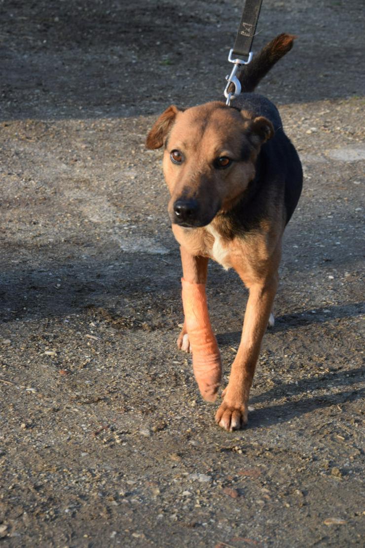 Bild 7: Gino ist ein tapferer Hund, der auf der Suche nach einem liebevollen Zuhause ist.