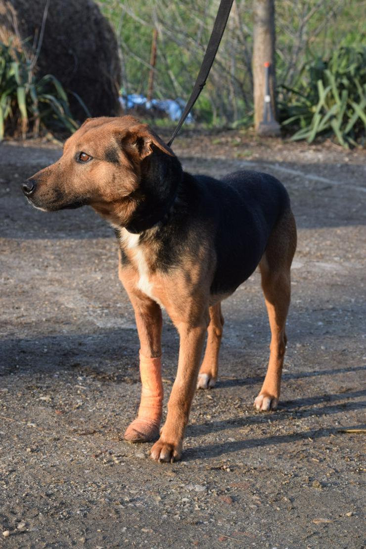 Bild 5: Gino ist ein tapferer Hund, der auf der Suche nach einem liebevollen Zuhause ist.