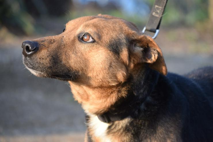 Bild 3: Gino ist ein tapferer Hund, der auf der Suche nach einem liebevollen Zuhause ist.