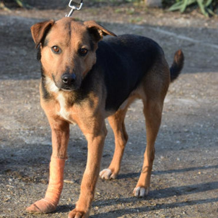 Bild 8: Gino ist ein tapferer Hund, der auf der Suche nach einem liebevollen Zuhause ist.