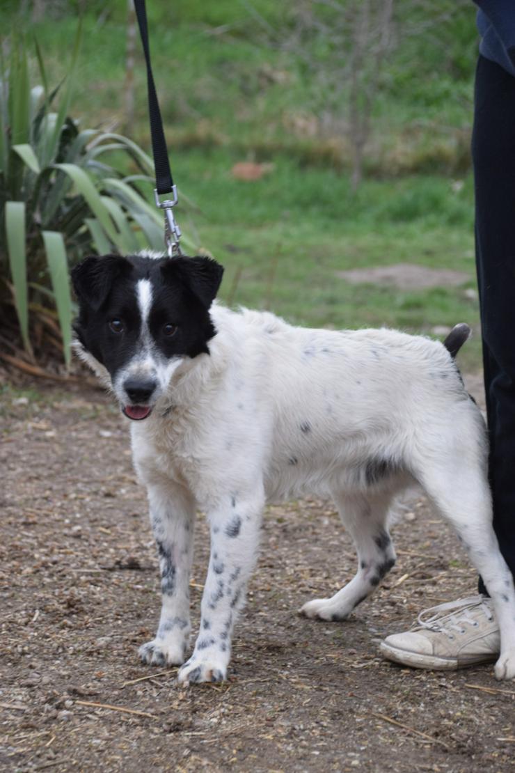 Bild 3: Boris ist ein charmanter Foxterrier-Mix, der nach einem liebevollen Zuhause sucht.