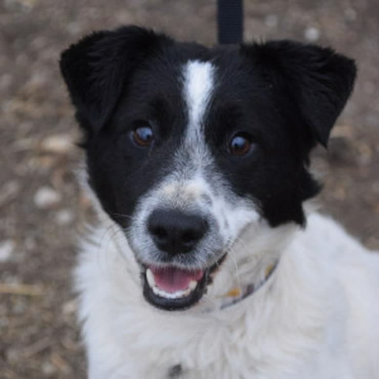 Bild 8: Boris ist ein charmanter Foxterrier-Mix, der nach einem liebevollen Zuhause sucht.
