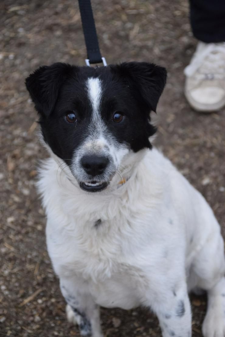 Bild 5: Boris ist ein charmanter Foxterrier-Mix, der nach einem liebevollen Zuhause sucht.