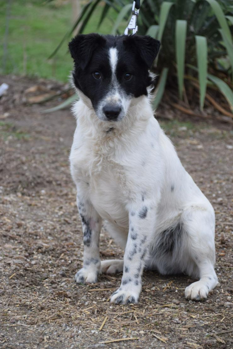Bild 6: Boris ist ein charmanter Foxterrier-Mix, der nach einem liebevollen Zuhause sucht.