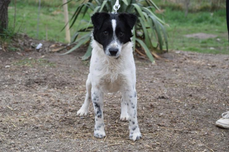Bild 4: Boris ist ein charmanter Foxterrier-Mix, der nach einem liebevollen Zuhause sucht.