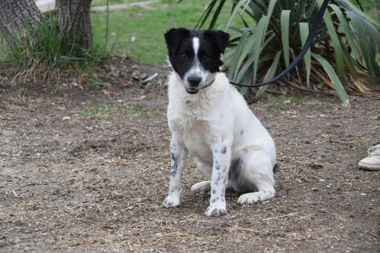 Bild 2: Boris ist ein charmanter Foxterrier-Mix, der nach einem liebevollen Zuhause sucht.