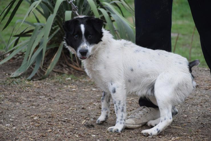 Bild 7: Boris ist ein charmanter Foxterrier-Mix, der nach einem liebevollen Zuhause sucht.
