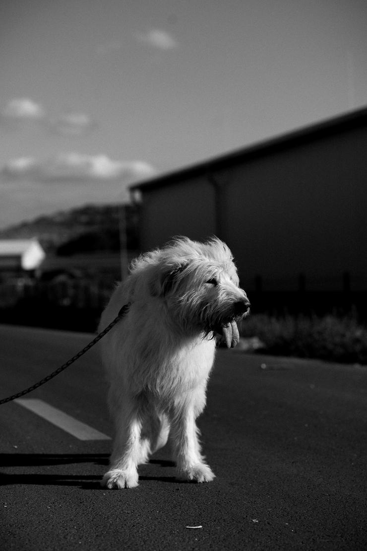 Bild 8: Falcor ist ein großer, sehr netter und freundlicher Hundesenior.