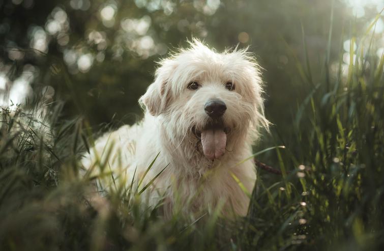 Bild 6: Falcor ist ein großer, sehr netter und freundlicher Hundesenior.