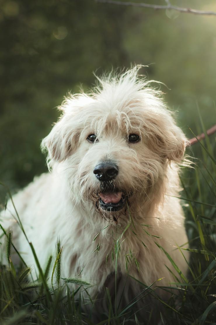 Bild 2: Falcor ist ein großer, sehr netter und freundlicher Hundesenior.
