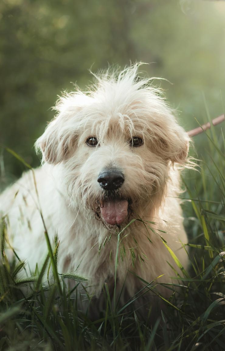 Bild 3: Falcor ist ein großer, sehr netter und freundlicher Hundesenior.